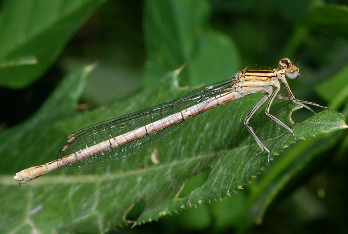 Platycnemis pennipes (maschi e femmine)